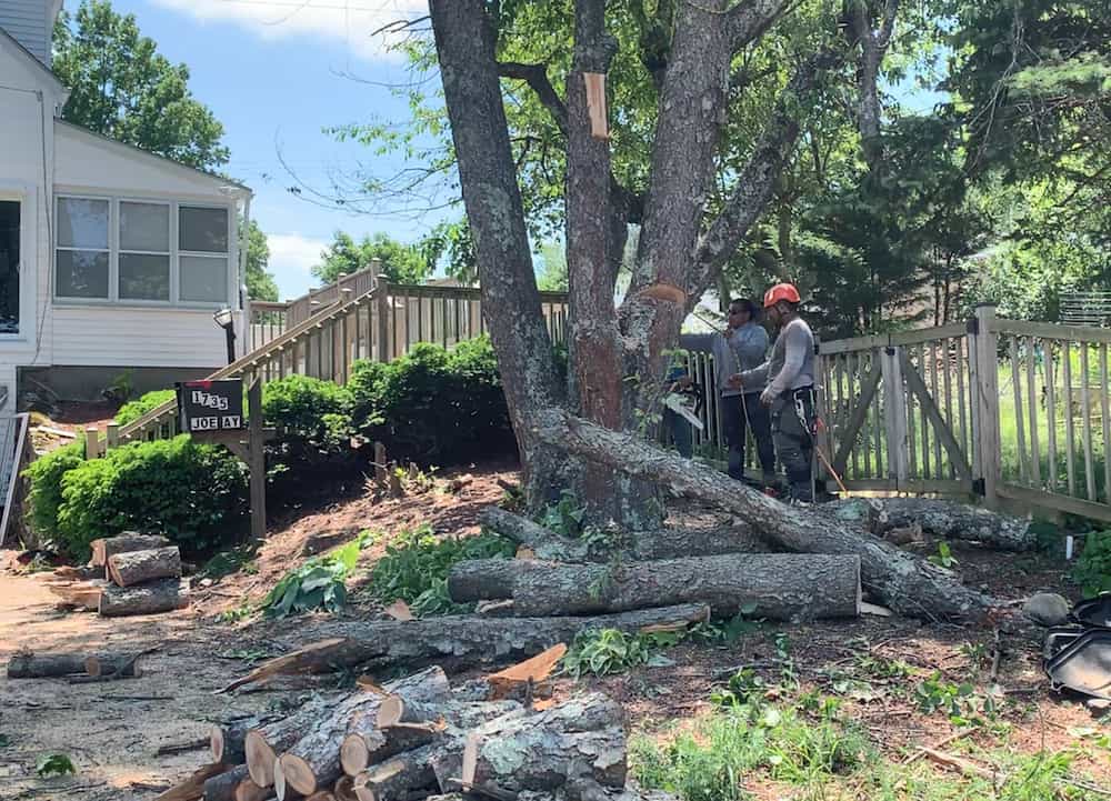 Tree removal Services