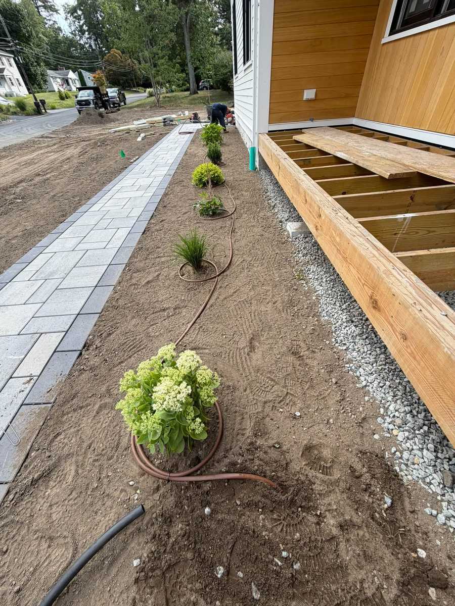 Foundation planting beside a paver walkway along a residential home in Massachusetts